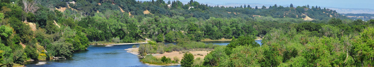 Dense green vegetation lining sides of river
